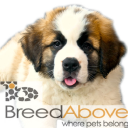 BreedAbove logo