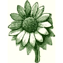 Pumpkinbrookorganicgardening logo