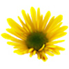 Artofnaturalliving.com logo