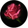 Avignonflorist.com logo