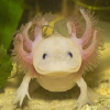 Axolotlforum.de logo