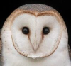 Barnowltrust.org.uk logo