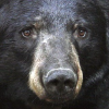 Bearstudy.org logo