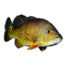 Cichlidae.com logo