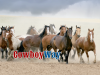 Cowboyway.com logo