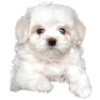 Dognames.ru logo