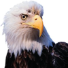 Eagleamerica.com logo