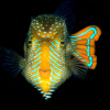 Fishesofaustralia.net.au logo