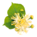 Floaredetei.ro logo