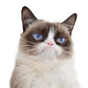 Grumpycats.com logo