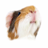 Happycavy.com logo