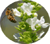 Healingnaturallybybee.com logo