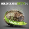 Holenderskiskun.pl logo