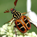 Insects.jp logo