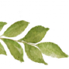 Kurryleaves.net logo