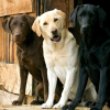 Labradorretriver.ru logo