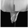 Mapplethorpe.org logo