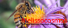 Melissocosmos.com logo