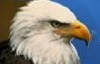 Messagetoeagle.com logo