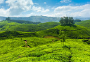 Munnar.com logo