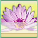 Newbuddhist.com logo