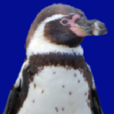 Penguintutor.com logo