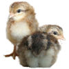 Poultrykeeper.com logo