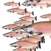 Salmonofcapistrano.com logo