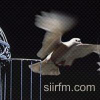 Siirfm.com logo