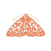 Themoth.org logo