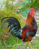 Thepoultryguide.com logo