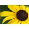 Thesunflower.com logo