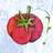 Tomatodirt.com logo