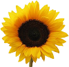 Walkingonsunshinerecipes.com logo