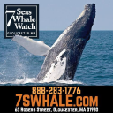 7seaswhalewatch.com