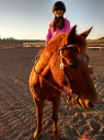 Equine Rescue and Rehabilitation Volunteer Opportunity Image