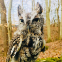 Avian Conservation Center of Appalachia
