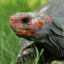 A CUPULATTA