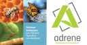 adrene.com