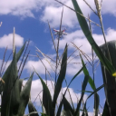 AgTech