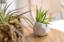 AirPlantShop.com, Inc. logo