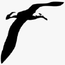 albatross-birding.com