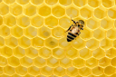 Al Bee's Pure Nevada Honey