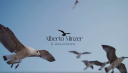 Alberto Minzer and Associates LLC