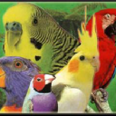 All Bird Products