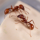 AntsAlive.Com
