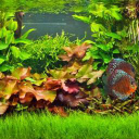 Logo for aquariumplants.com
