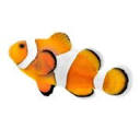 Aquarium Store Depot