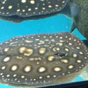 aquascapeonline.com logo icon