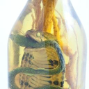 Asian Snake Wine